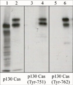 Invitrogen p130Cas Monoclonal Antibody (M144) 100 &mu;L; Unconjugated:Antibodies,