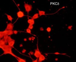 Invitrogen PKC delta Monoclonal Antibody (M242) 100 &mu;L; Unconjugated:Antibodies,
