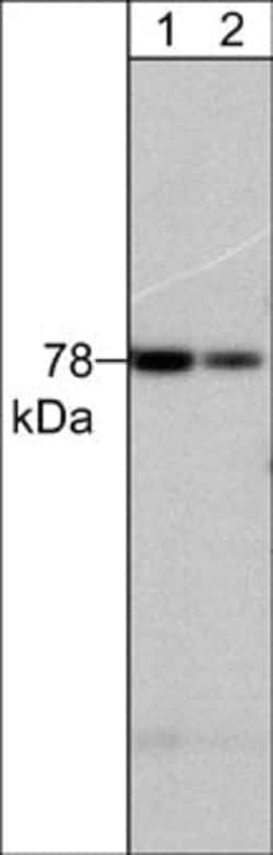 Invitrogen PKC delta Monoclonal Antibody (M242) 100 &mu;L; Unconjugated:Antibodies,