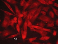 Invitrogen PLCG1 Monoclonal Antibody (M156) 100 &mu;L; Unconjugated:Antibodies,