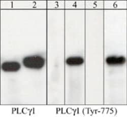 Invitrogen PLCG1 Monoclonal Antibody (M156) 100 &mu;L; Unconjugated:Antibodies,