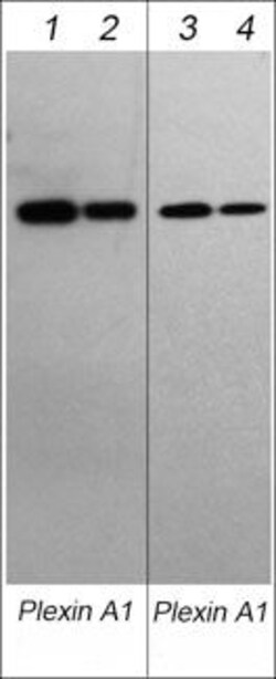Invitrogen Plexin-A1 Monoclonal Antibody (M535) 100 &mu;L; Unconjugated:Antibodies,