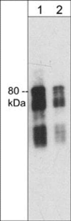 Invitrogen Synapsin 1 Monoclonal Antibody (M365) 100 &mu;L; Unconjugated:Antibodies,