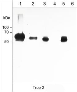 Invitrogen TROP2 Monoclonal Antibody (M005) 100 &mu;L; Unconjugated:Antibodies,