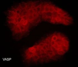 Invitrogen VASP Monoclonal Antibody (M277) 100 &mu;L; Unconjugated:Antibodies,