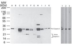 Invitrogen Caspase 3 p17 Monoclonal Antibody (31A1067) 100 &mu;L; Unconjugated:Antibodies,