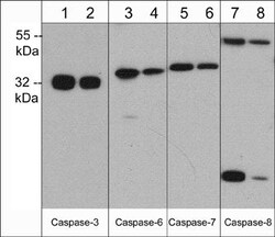 Invitrogen Caspase 6 Monoclonal Antibody (M378) 100 &mu;L; Unconjugated:Antibodies,
