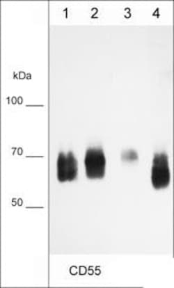 Invitrogen CD55 Monoclonal Antibody (M002) 100 &mu;L; Unconjugated:Antibodies,