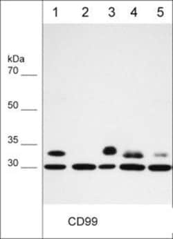 Invitrogen CD99 Monoclonal Antibody (M030) 100 &mu;L; Unconjugated:Antibodies,