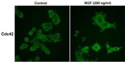 Invitrogen CDC42 Monoclonal Antibody (M152) 100 &mu;L; Unconjugated:Antibodies,