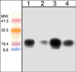 Invitrogen CDC42 Monoclonal Antibody (M152) 100 &mu;L; Unconjugated:Antibodies,