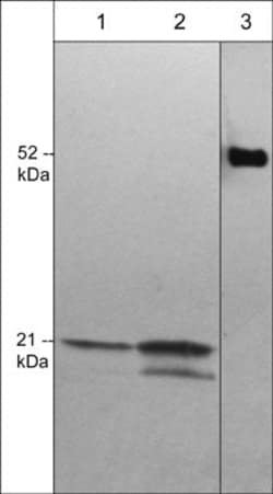 Invitrogen CDC42 Monoclonal Antibody (M430) 100 &mu;L | Buy Online | Invitrogen&trade; | Fisher Scientific