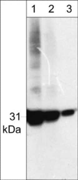Invitrogen CDK5 Monoclonal Antibody (DC17+DC34) 100 &mu;L; Unconjugated:Antibodies,