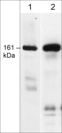 Invitrogen CLASP1 Monoclonal Antibody (KT66) 100 &mu;L; Unconjugated:Antibodies,