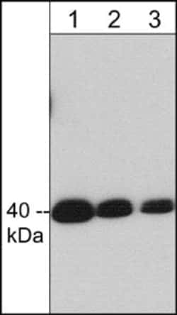Invitrogen Crk Monoclonal Antibody (M332) 100 &mu;L; Unconjugated:Antibodies,