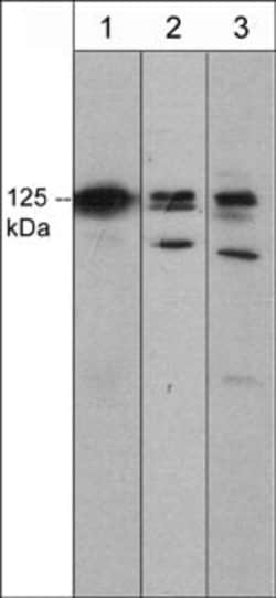 Invitrogen DAAM1 Monoclonal Antibody (5D3) 100 &mu;L; Unconjugated:Antibodies,