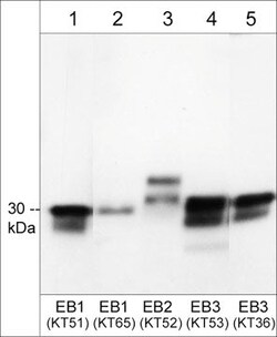 Invitrogen EB1/EB2/EB3 Monoclonal Antibody (KT65) 100 &mu;L; Unconjugated:Antibodies,