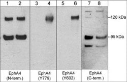 Invitrogen EphA4 Monoclonal Antibody (M280) 100 &mu;L; Unconjugated:Antibodies,