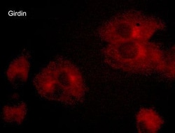 Invitrogen Girdin Monoclonal Antibody (M012) 100 &mu;L; Unconjugated:Antibodies,