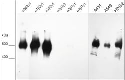 Invitrogen Laminin beta-2/gamma-1 Monoclonal Antibody (M046) 100 &mu;L;