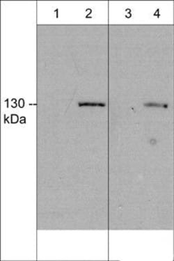 Invitrogen&trade;&nbsp;iNOS Monoclonal Antibody (M398)