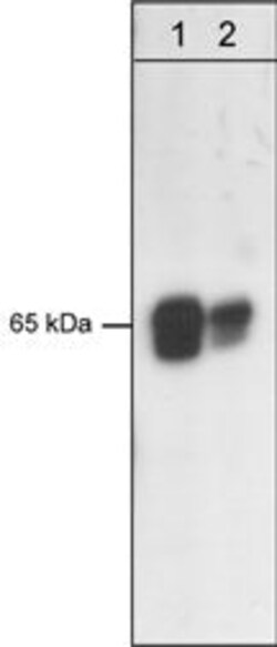 Invitrogen PDPK1 Monoclonal Antibody (M146) 100 &mu;L; Unconjugated:Antibodies,