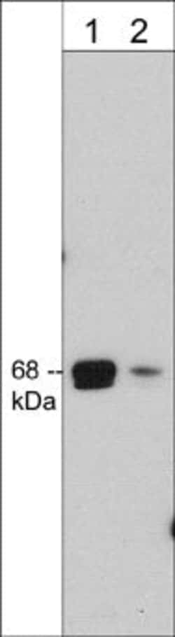 Invitrogen A-Raf Monoclonal Antibody (M289) 100 &mu;L; Unconjugated:Antibodies,