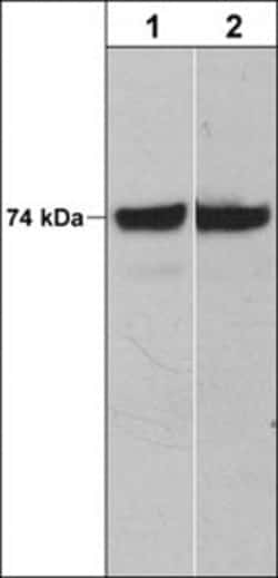 Invitrogen c-Raf Monoclonal Antibody (M208) 100 &mu;L; Unconjugated:Antibodies,
