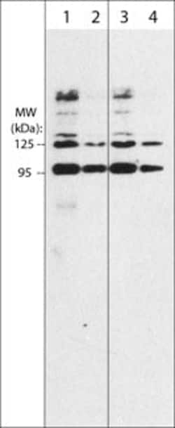 Invitrogen SEMA3A Monoclonal Antibody (M317) 100 &mu;L; Unconjugated:Antibodies,