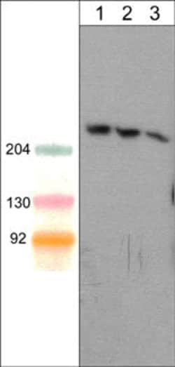Invitrogen SHANK1 Monoclonal Antibody (M369) 100 &mu;L; Unconjugated:Antibodies,