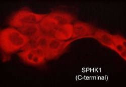 Invitrogen SPHK1 Monoclonal Antibody (M540) 100 &mu;L; Unconjugated:Antibodies,