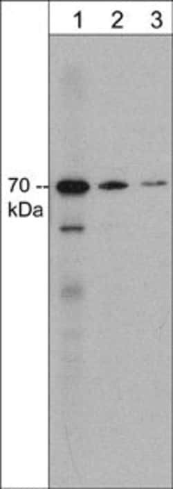 Invitrogen Syntaphilin Monoclonal Antibody (M371) 100 &mu;L; Unconjugated:Antibodies,