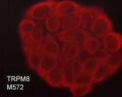 Invitrogen TRPM8 Monoclonal Antibody (M572) 100 &mu;L; Unconjugated:Antibodies,