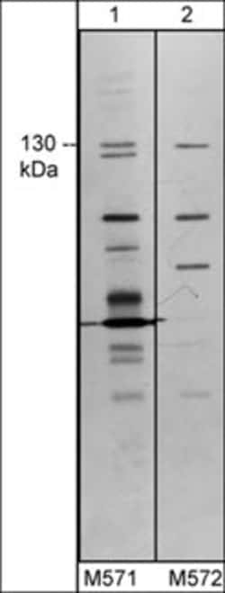 Invitrogen TRPM8 Monoclonal Antibody (M572) 100 &mu;L; Unconjugated:Antibodies,