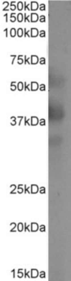 Invitrogen CD299 (DC-SIGN/L) Chimeric Recombinant Rabbit Monoclonal Antibody