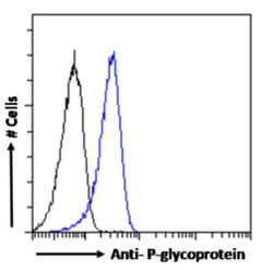 Invitrogen P-Glycoprotein Chimeric Recombinant Rabbit Monoclonal Antibody