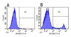 Invitrogen CD8a Chimeric Recombinant Rabbit Monoclonal Antibody (YTS 105.18)