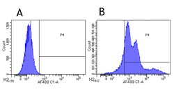 Invitrogen HLA-DR/DP/DQ Chimeric Recombinant Rabbit Monoclonal Antibody