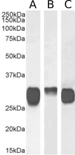 Invitrogen HLA-DR/DP/DQ Chimeric Recombinant Rabbit Monoclonal Antibody