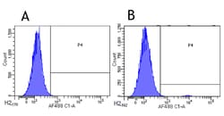 Invitrogen CCR3 Chimeric Recombinant Rabbit Monoclonal Antibody (5E8-G9-B4)