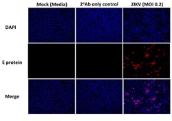 Invitrogen Flavivirus Envelope Chimeric Recombinant Rabbit Monoclonal Antibody