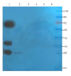 Invitrogen SNAP25 Recombinant Mouse Monoclonal Antibody (SP12) 200 &mu;g;
