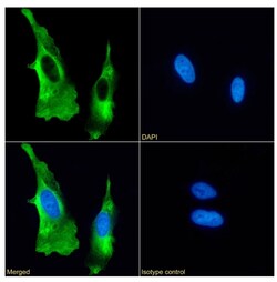 Invitrogen CD44 Recombinant Rabbit Monoclonal Antibody (SAIC-01B-4D8) 200