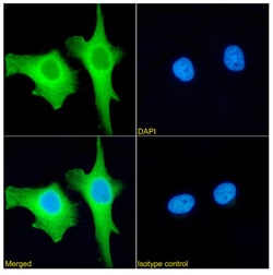 Invitrogen XPNPEP1 Recombinant Rabbit Monoclonal Antibody (SAIC-07B-14)