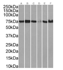 Invitrogen XPNPEP1 Recombinant Rabbit Monoclonal Antibody (SAIC-07B-14)