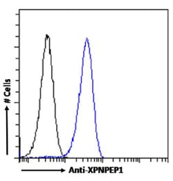 Invitrogen XPNPEP1 Recombinant Rabbit Monoclonal Antibody (SAIC-07E-1)