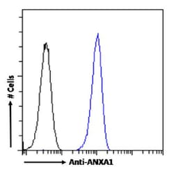 Invitrogen Annexin A1 Recombinant Rabbit Monoclonal Antibody (SAIC-13B-19)