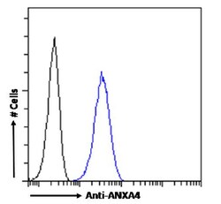 Invitrogen Annexin A4 Recombinant Rabbit Monoclonal Antibody (SAIC-14C-10F12)