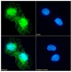 Invitrogen Annexin A4 Recombinant Rabbit Monoclonal Antibody (SAIC-14C-10F12)