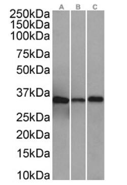 Invitrogen Annexin A4 Recombinant Rabbit Monoclonal Antibody (SAIC-14C-10F12)
